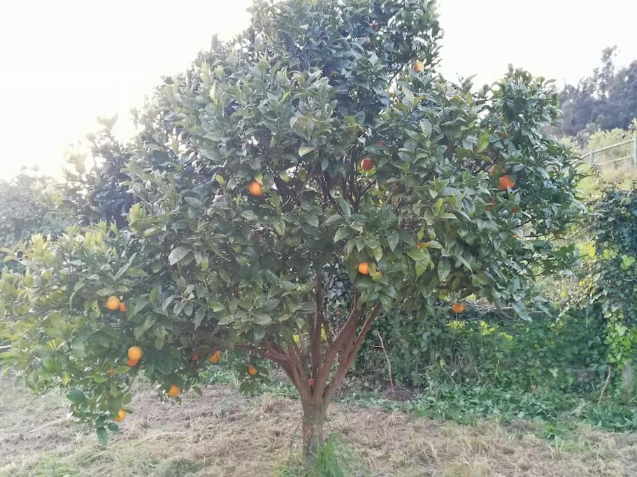 Apartamento En Casa Rural Con Amplio Jardin A 5 Min De La Playa Situacion Inmejorable La Riera  Exterior photo